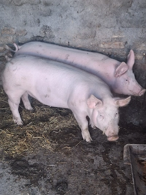 pork.        