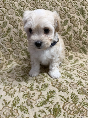 5 puiuți Bichon Maltez își caută familii iubitoare!  - imagine 5