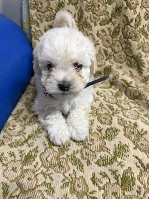5 puiuți Bichon Maltez își caută familii iubitoare! 