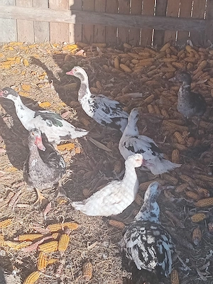 Păsări de curte gâscani și ratoi de vânzare!!