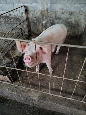 Vând porci de carne 
