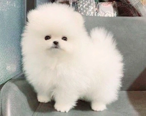 Pomeranian mini toy ursulet  - imagine 3