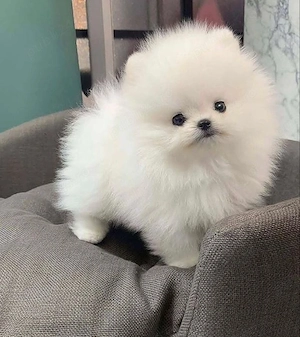 Pomeranian mini toy ursulet  - imagine 4