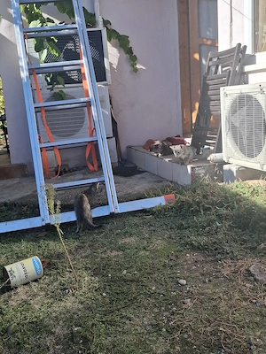 DONAM 3 puiuti superbi