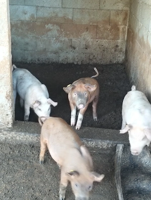 purceii de vânzare 