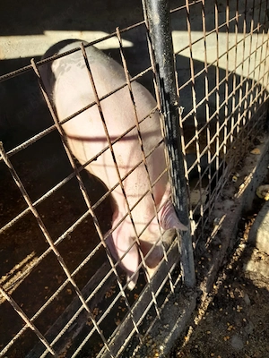 Porc de rasa landras  - imagine 2