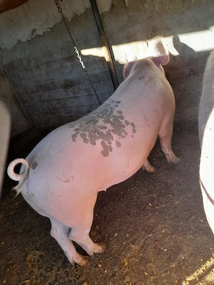 Porc de rasa landras  - imagine 5