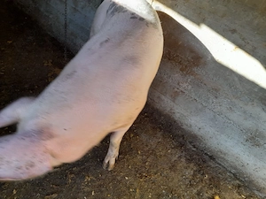 Porc de rasa landras  - imagine 3
