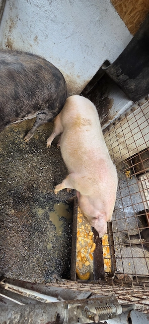 Vand 2 porci crescuti in gospodarie - imagine 3