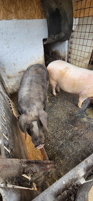 Vand 2 porci crescuti in gospodarie - imagine 2
