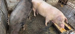 Vand 2 porci crescuti in gospodarie - imagine 5