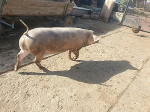 Porc de vanzare 