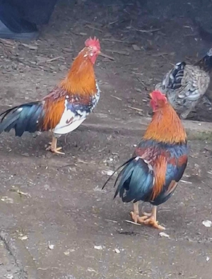 Cocosi de vânzare 