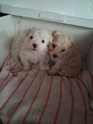 Catei bichon