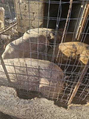 Porci pentru sacrificat - imagine 2