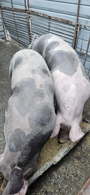 Porci de carne , calitate superioară 150-200 kg - imagine 3
