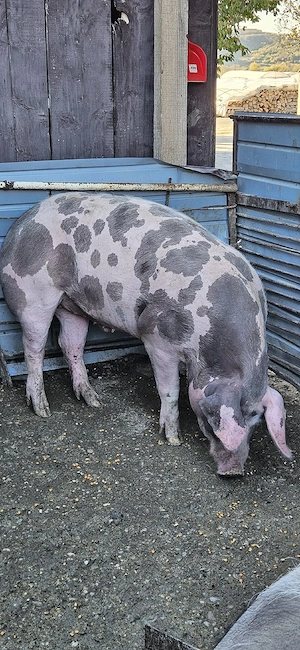 Porci de carne , calitate superioară 150-200 kg - imagine 5