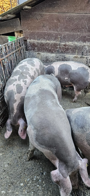 Porci de carne , calitate superioară 150-200 kg - imagine 4