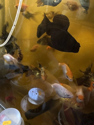 Caras oranda