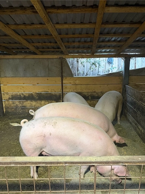 porci de vanzare  - imagine 3