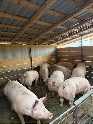 porci de vanzare 