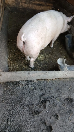 Vând purcea în jur de 250 kg  - imagine 5
