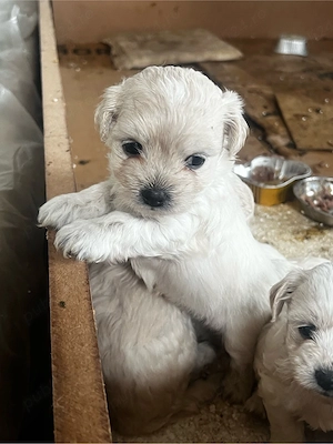 Catei bichon maltez, vaccinati si deparazitati - imagine 4