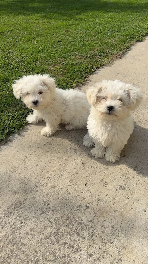 Bichon Maltez 