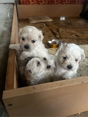Catei bichon maltez, vaccinati si deparazitati - imagine 2