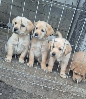  Pui de Labrador disponibili pentru vânzare!   - imagine 3