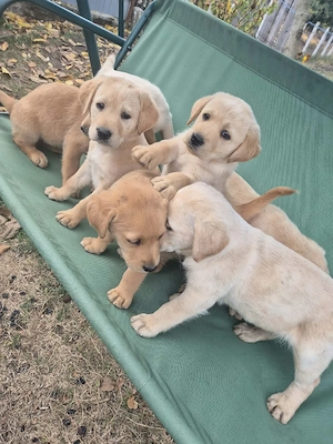  Pui de Labrador disponibili pentru vânzare!   - imagine 4