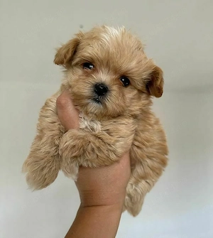 Mini catelusi Maltipoo