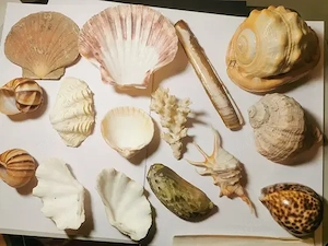 Scoici rare de colecție