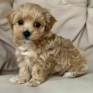 Maltipoo toy