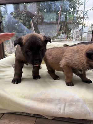 Disponibil puii Ciobanesc Belgian