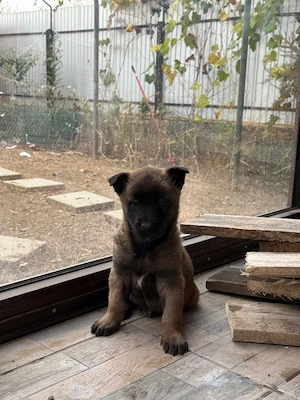 Disponibil puii Ciobanesc Belgian - imagine 2