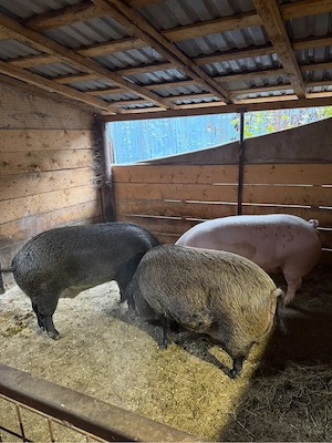 Porci de vanzare!! - imagine 4