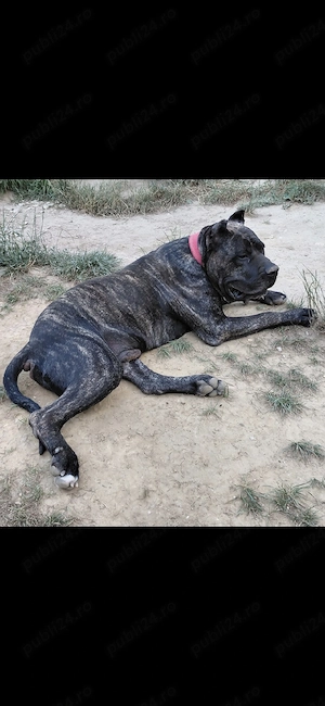 DONEZ mascul Presa Canario !