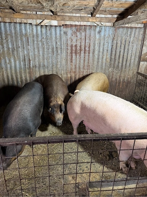 porci de vanzare  - imagine 5