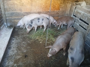 purcei de vînzare 