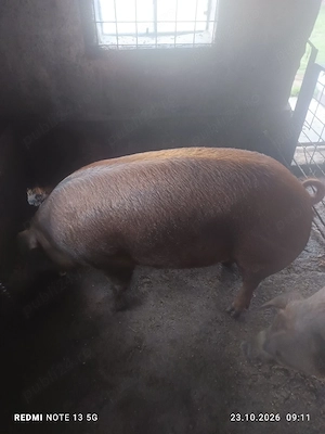 porci de casa - imagine 2