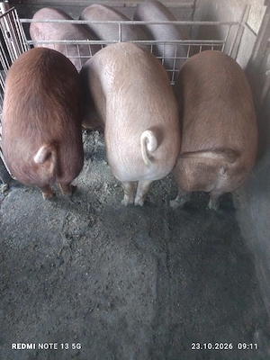 porci de casa - imagine 4