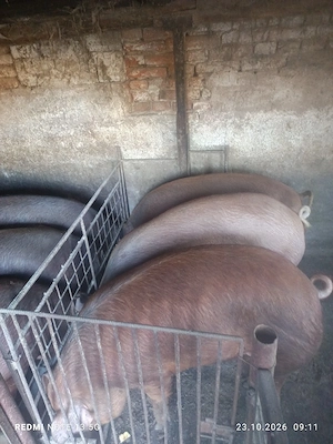 porci de casa - imagine 3