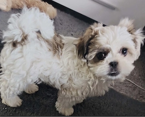 baietel shi-tzu