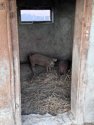 Purcei mangaliță cu duroc de vânzare  - imagine 3