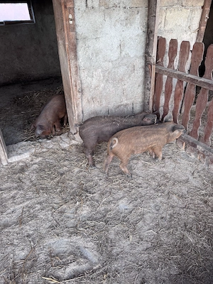 Purcei mangaliță cu duroc de vânzare  - imagine 4
