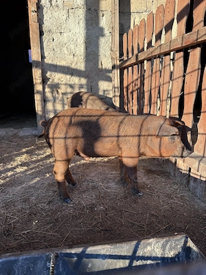 Purcei mangaliță cu duroc de vânzare  - imagine 2