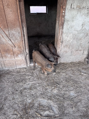 Purcei mangaliță cu duroc de vânzare  - imagine 5