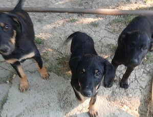 Se dau spre adopție 2 puiuți de 3 luni - imagine 2