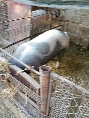 vand porci rasa carne - imagine 4